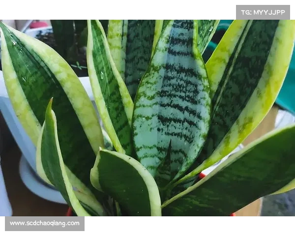 养护卷帘绿魔植物的四大技巧 让你的植物健康生长